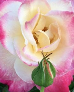 a delicate rose with increasing pink edged petals